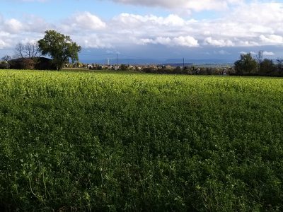 Birkacher Feld von birgit Popp Kreckel