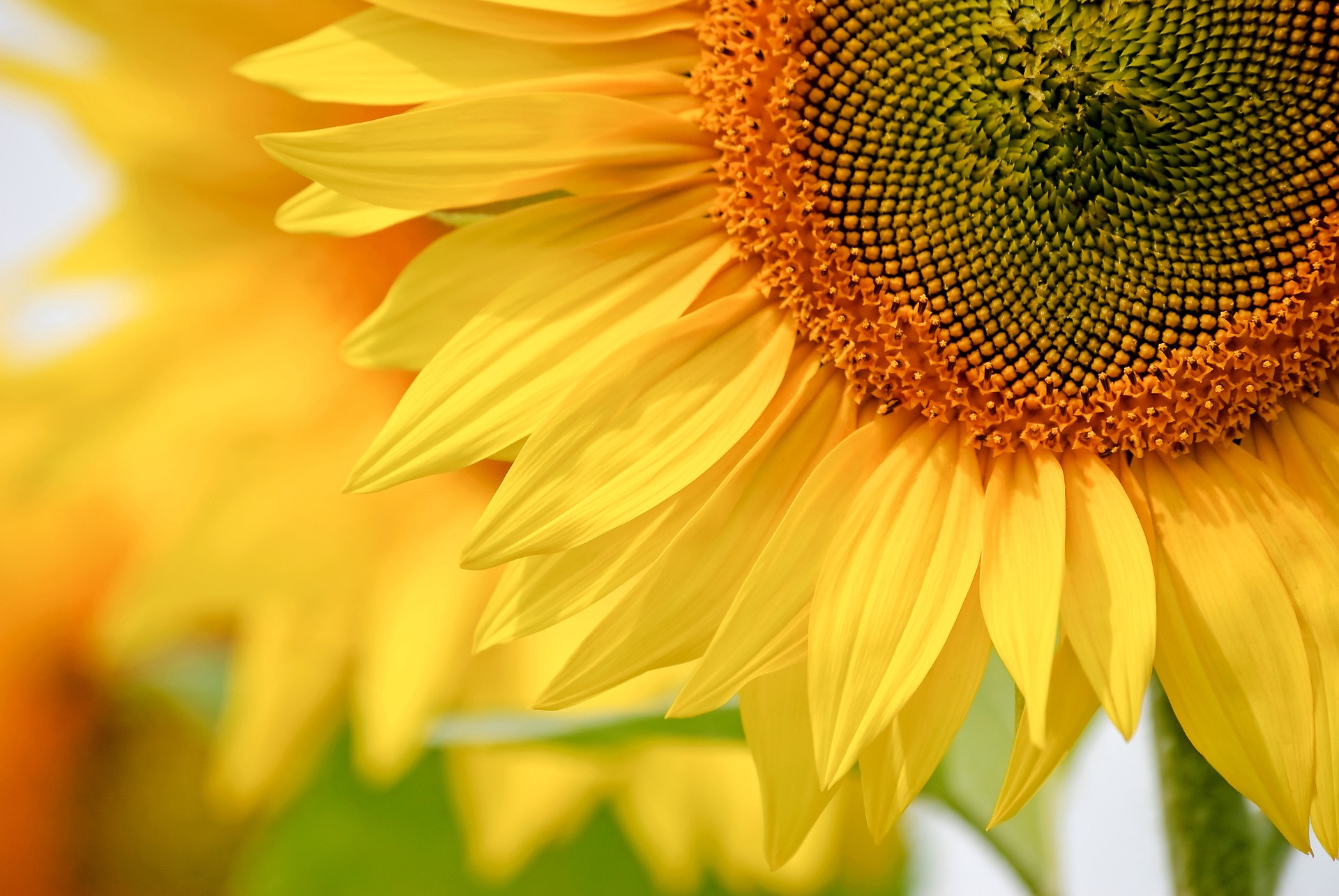 Bildausschnitt einer Sonnenblume