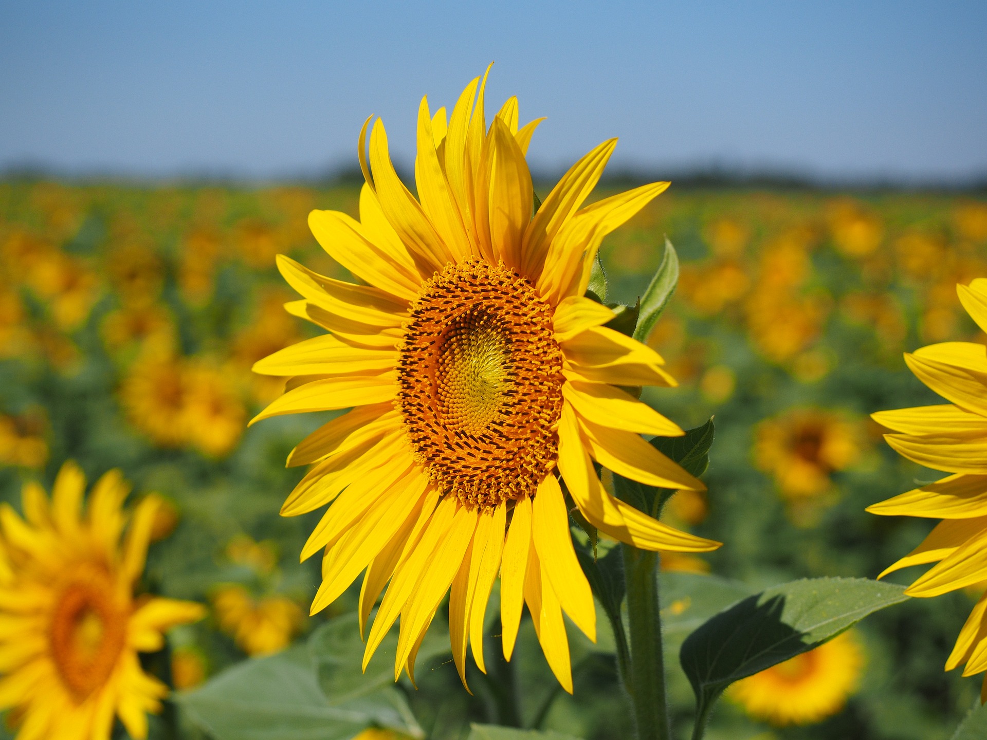 Einzelne Sonnenblume aus einem Sonnenblumenfeld