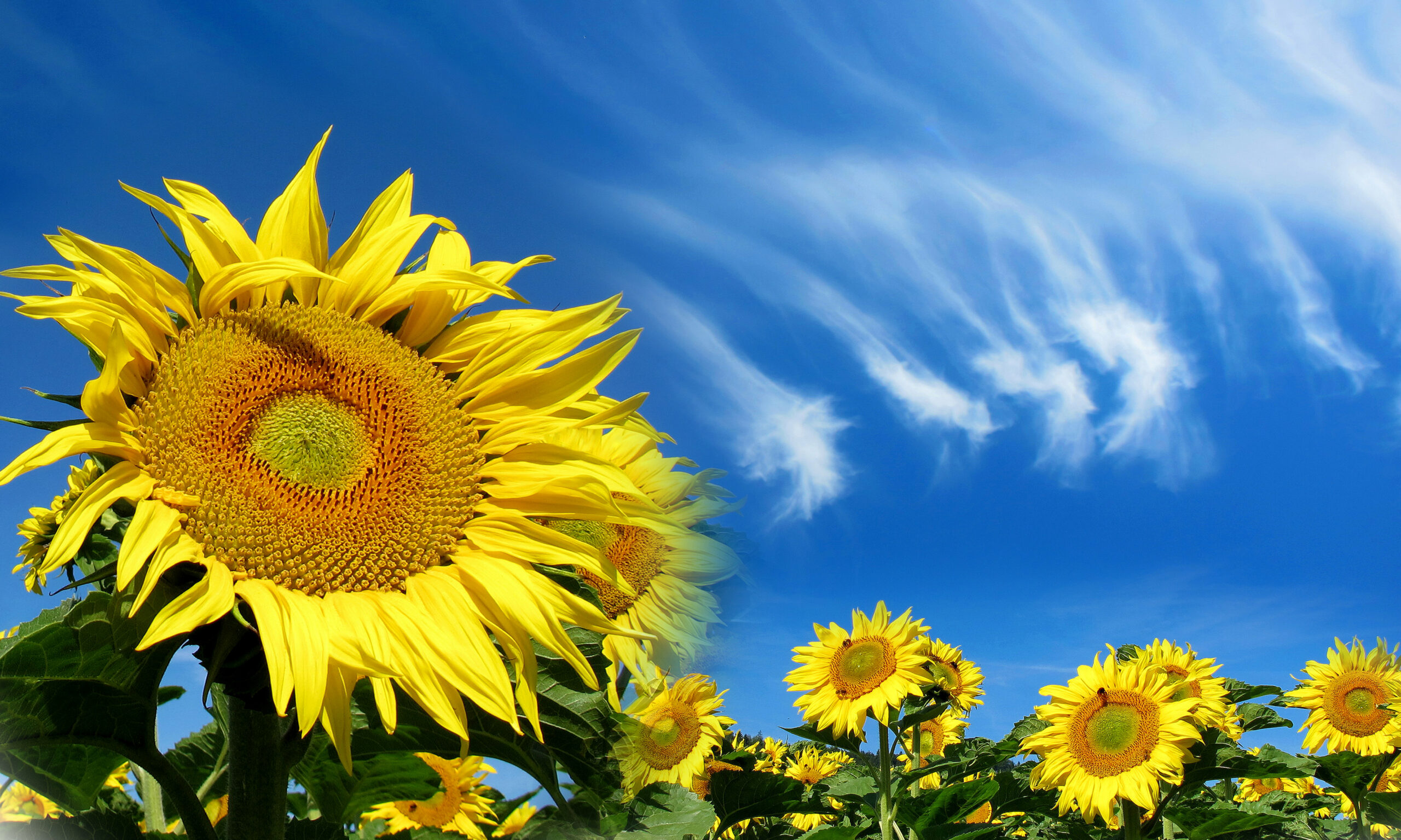 Sonnenblumen